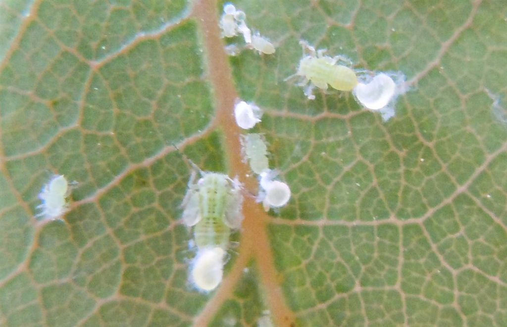 Cacopsylla pulchella/Psilla dell''albero di Giuda